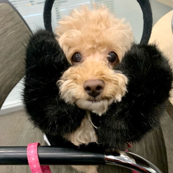 Adrienne Landau earmuffs Black rabbit - Picture 1 of 3